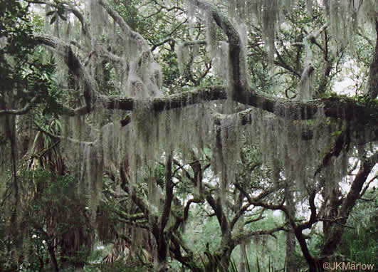 image of Tillandsia usneoides, Spanish-moss, Long-moss