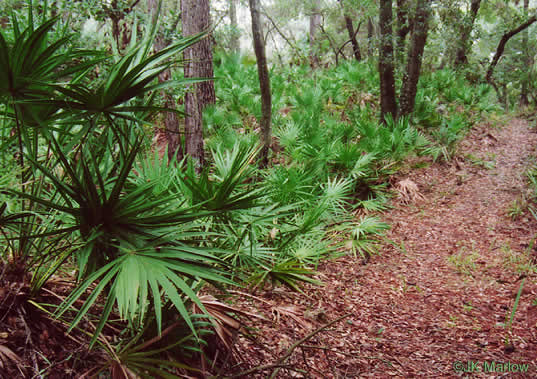 image of Serenoa repens, Saw Palmetto