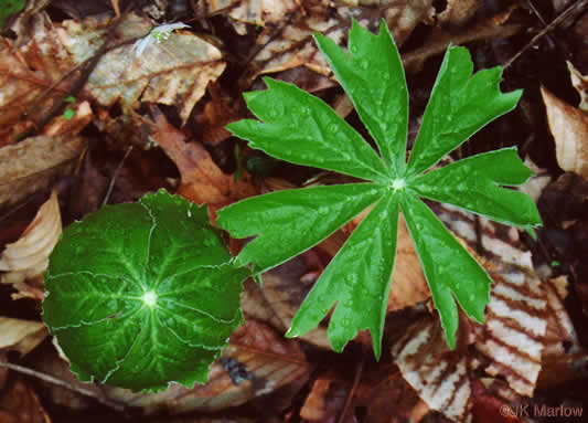 image of Podophyllum peltatum, May-apple, American Mandrake