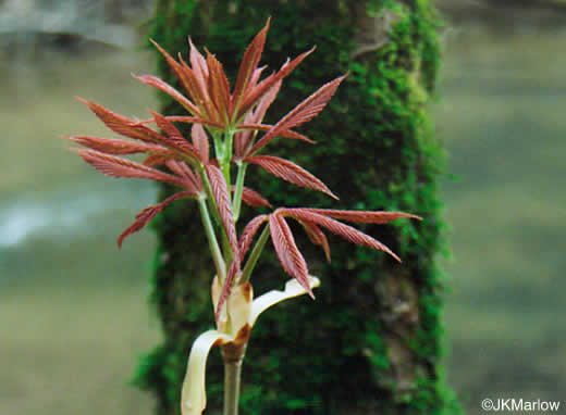 image of Aesculus flava, Yellow Buckeye