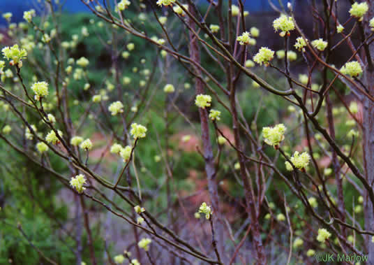 image of Sassafras albidum, Sassafras