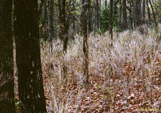 image of Arundinaria appalachiana, Hill Cane