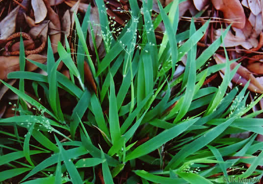 image of Dichanthelium laxiflorum, Open-flower Witchgrass, Open-flower Rosette Grass