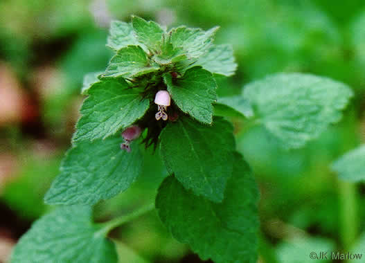 image of Lamium purpureum, Purple Deadnettle, Red Deadnettle, Purple Archangel