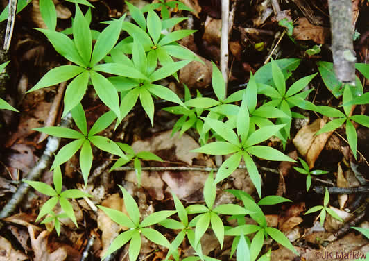 Indian Cucumber-root