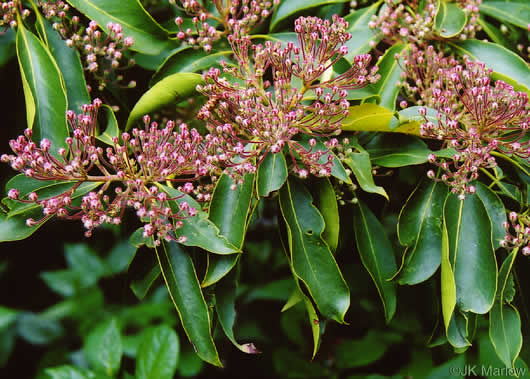 image of Kalmia latifolia, Mountain Laurel, Ivy, Calico-bush, Mountain Ivy