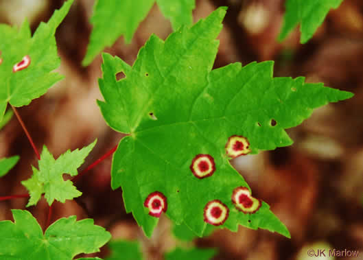 image of Acer rubrum var. rubrum, Eastern Red Maple