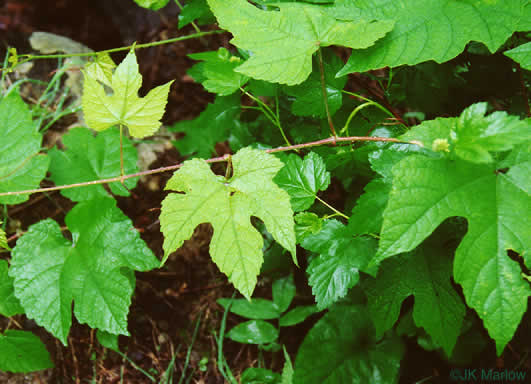 image of Vitis aestivalis var. aestivalis, Summer Grape