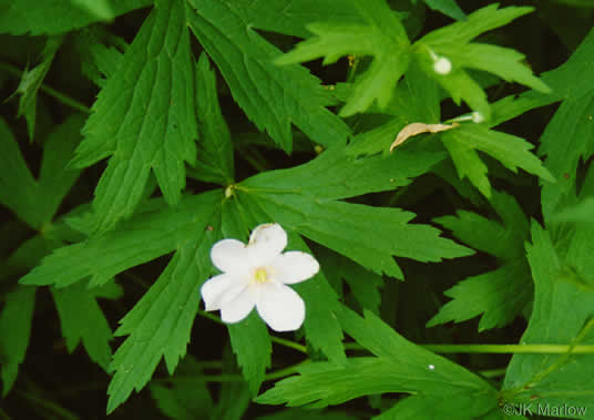 image of Anemonastrum canadense, Canada Anemone