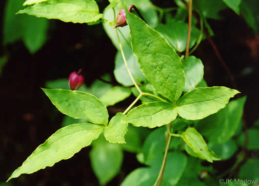 image of Clematis viorna, Northern Leatherflower, Vase-vine