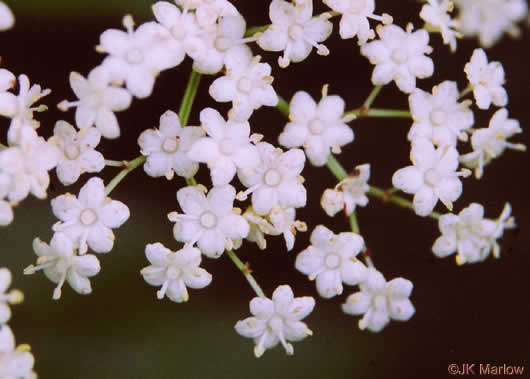 Common Elderberry