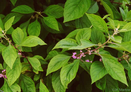 image of Callicarpa americana, American Beautyberry, French-mulberry, Beautybush