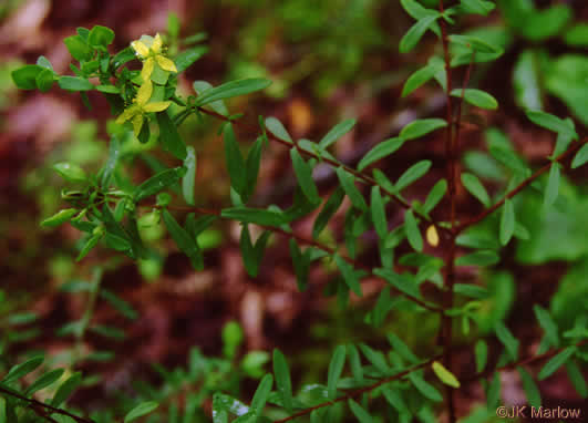 image of Hypericum hypericoides, St. Andrew's Cross