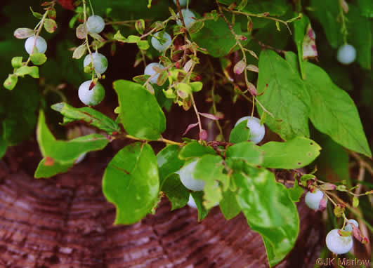 image of Vaccinium pallidum, Hillside Blueberry, Dryland Blueberry, Upland Low Blueberry, Lowbush Blueberry