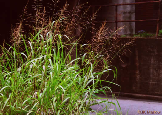 image of Sorghum halepense, Johnsongrass