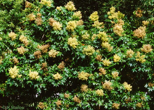 image of Rhus copallinum +, Winged Sumac, Shining Sumac, Dwarf Sumac