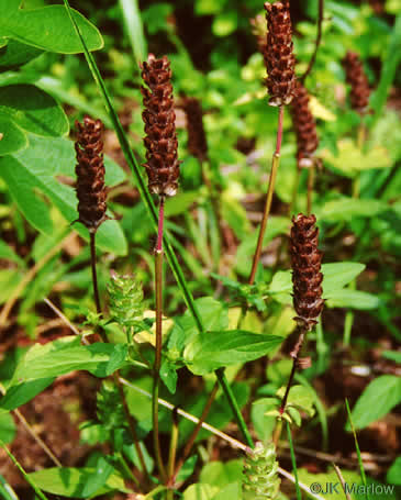 image of Prunella vulgaris var. vulgaris, Eurasian Self-heal, Eurasian Heal-all