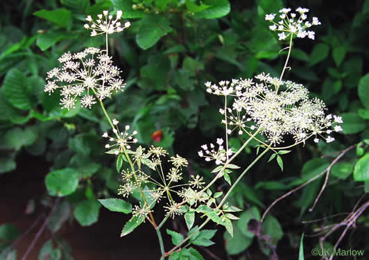 image of Cicuta maculata var. maculata, Water-hemlock, Spotted Cowbane