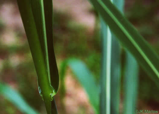 image of Sorghum halepense, Johnsongrass