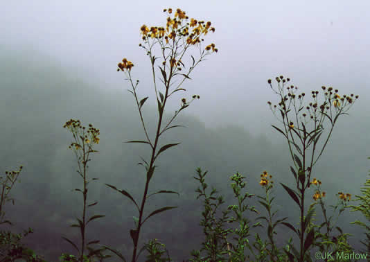 image of Verbesina alternifolia, Common Wingstem