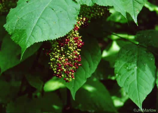 image of Aralia racemosa, Spikenard, Hungry-root