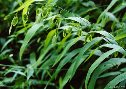 image of Chasmanthium latifolium, River Oats, Northern Sea Oats, Fish-on-a-stringer, Indian Woodoats