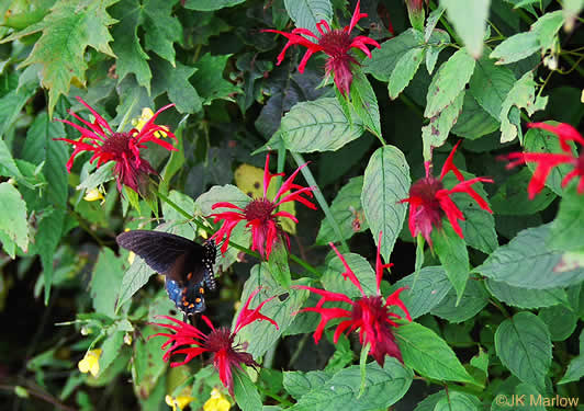 image of Monarda didyma, Scarlet Beebalm, Oswego Tea