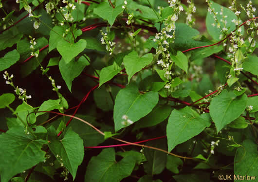 image of Fallopia convolvulus, Climbing Buckwheat, Nimblewill, Black Bindweed