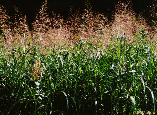 image of Sorghum halepense, Johnsongrass