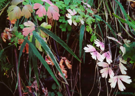 image of Aquilegia canadensis, Eastern Columbine, Canada Columbine