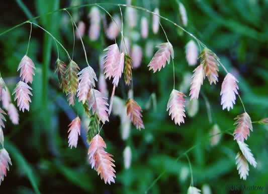 image of Chasmanthium latifolium, River Oats, Northern Sea Oats, Fish-on-a-stringer, Indian Woodoats