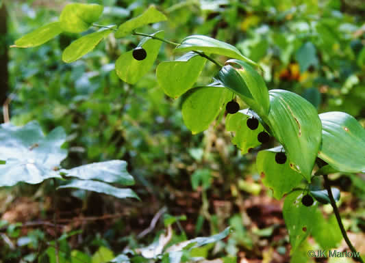 image of Polygonatum biflorum +, Smooth Solomon's Seal