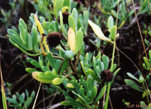 image of Borrichia frutescens, Silver Seaside Oxeye