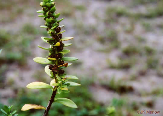 image of Iva imbricata, Seashore Elder, Dune Marsh-elder, Seacoast Marsh-elder