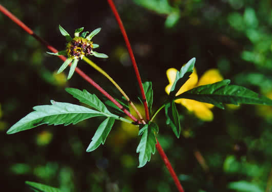 image of Bidens polylepis, Ditch Daisy, Bearded Beggarticks, Midwestern Tickseed-sunflower, Tickseed Sunflower