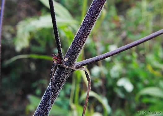 image of Ambrosia trifida var. trifida, Giant Ragweed, Great Ragweed