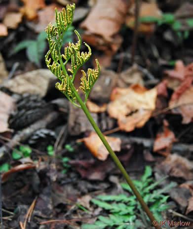 image of Sceptridium biternatum, Southern Grapefern