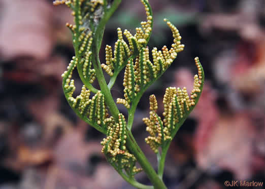 image of Sceptridium biternatum, Southern Grapefern