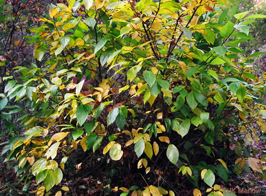 image of Calycanthus floridus, Sweetshrub, Carolina Allspice, Strawberry-shrub