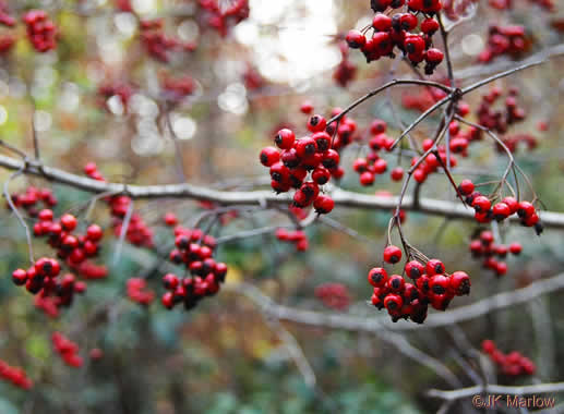 image of Crataegus phaenopyrum, Washington Hawthorn, Virginia Hawthorn