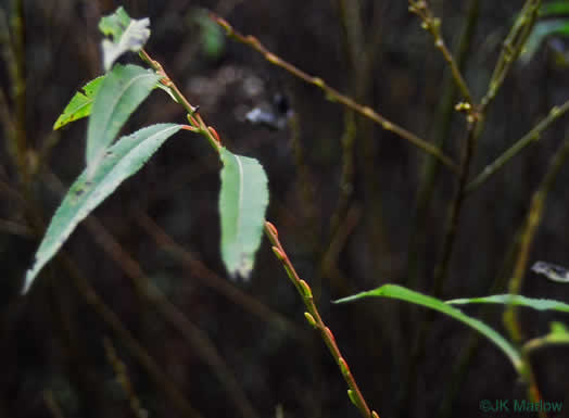 image of Salix sericea, Silky Willow, Shrub Willow, Satin Willow