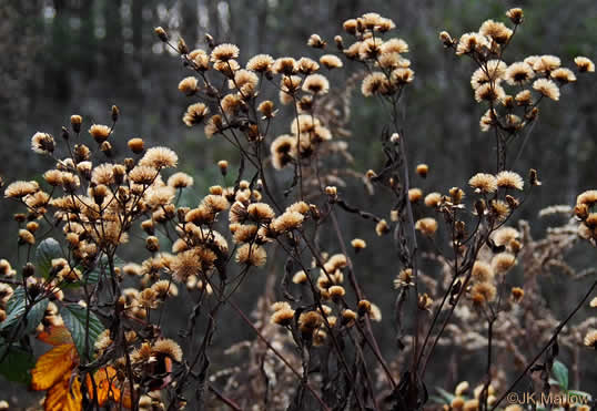 image of Vernonia noveboracensis, New York Ironweed