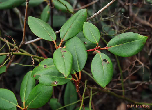 image of Rhododendron carolinianum, Carolina Rhododendron, Punctatum