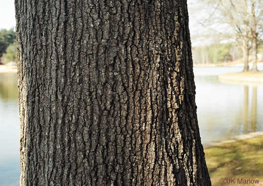 image of Quercus phellos, Willow Oak, "Pin Oak"