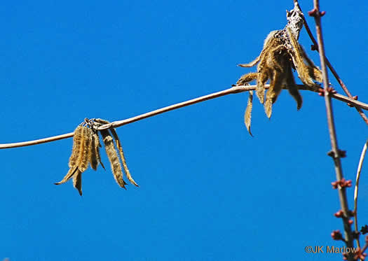 image of Pueraria montana var. lobata, Kudzu, Foot-a-Day