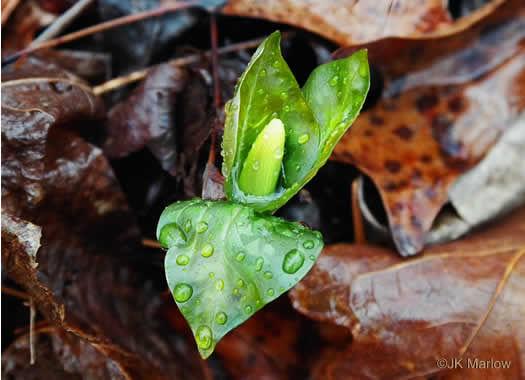 image of Trillium cuneatum, Little Sweet Betsy, Purple Toadshade