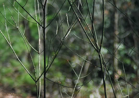 image of Euonymus americanus, Hearts-a-bustin', Strawberry-bush