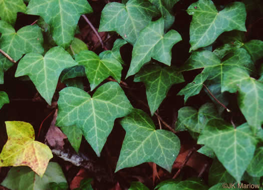 image of Hedera helix var. helix, English Ivy, Common Ivy