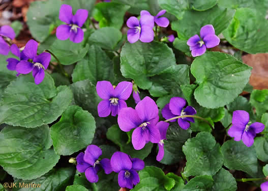 image of Viola sororia var. sororia, Dooryard Violet, Confederate Violet, Common Blue Violet