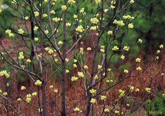 image of Sassafras albidum, Sassafras